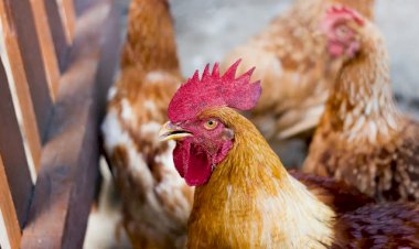 Rússia flexibiliza restrição a embarques de frango do Brasil e proíbe apenas do RS