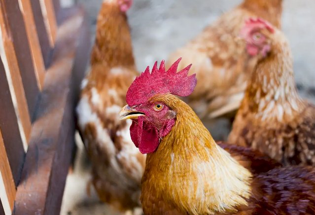 Rússia flexibiliza restrição a embarques de frango do Brasil e proíbe apenas do RS